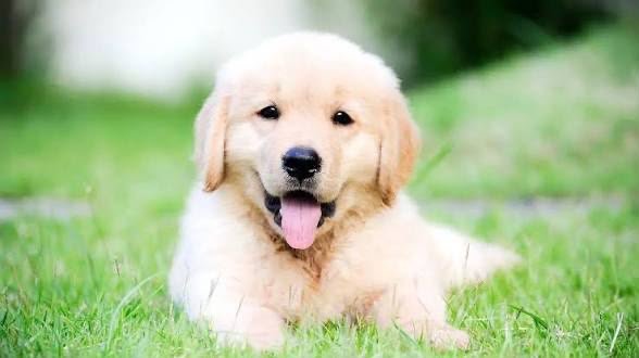 Golden Retriever angle 5